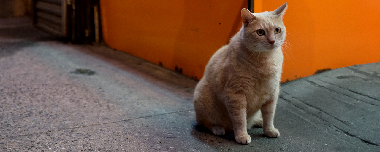 The Chinatown Cat