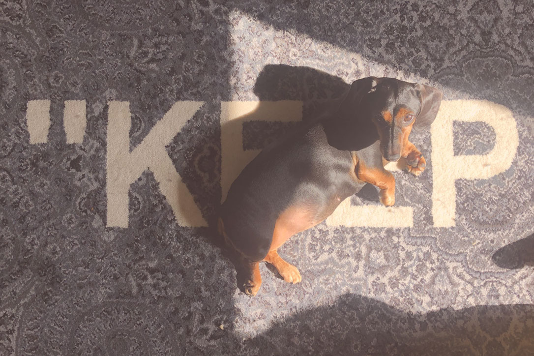 Black and tan dachshund basking under the sun.
